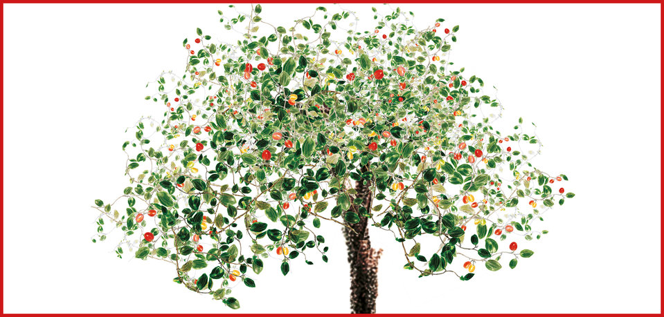 Cover of A Walk Among Trees