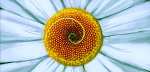 The Fascinating Fibonaccis