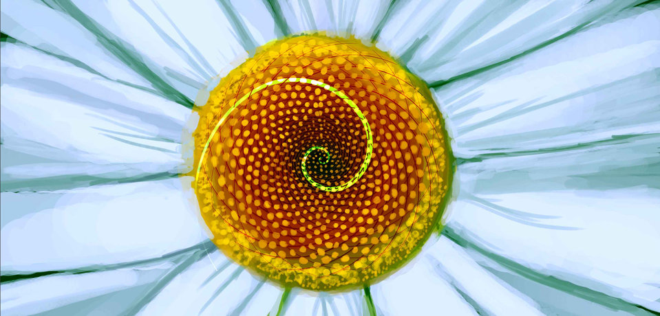Cover of The Fascinating Fibonaccis