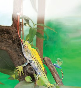 سبز  چھمکلی  اور  گیکُو  چھپکلی