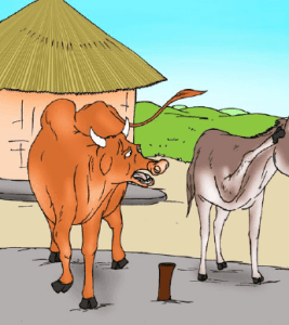 গাধা ও ষাঁড়
