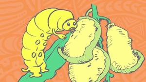 Con sâu bướm nhỏ